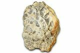 Fossil Stromatolite (Chlorellopsis?) Section - Wyoming #325732-2